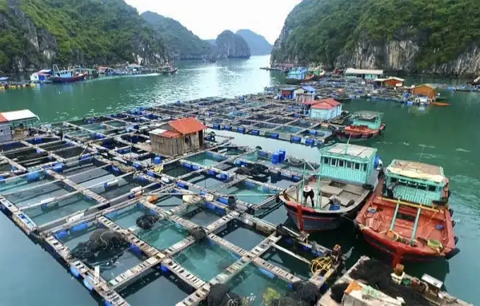 Travel Experience at Lan Ha Bay, Cat Ba 2024