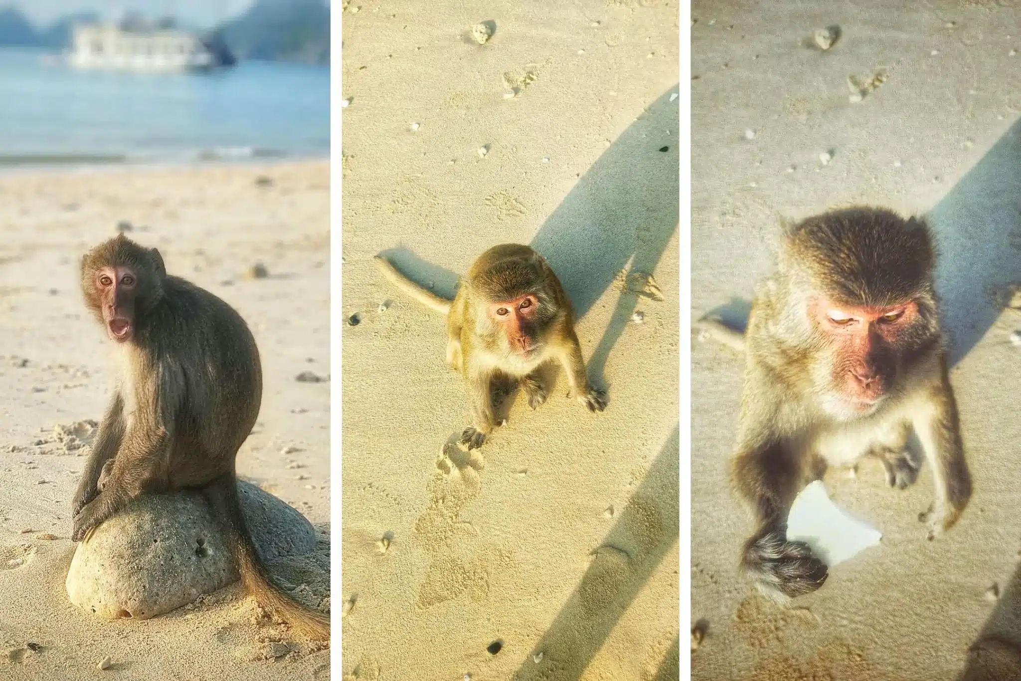 Monkey Island Lan Ha Bay: Discover Unspoken Insights
