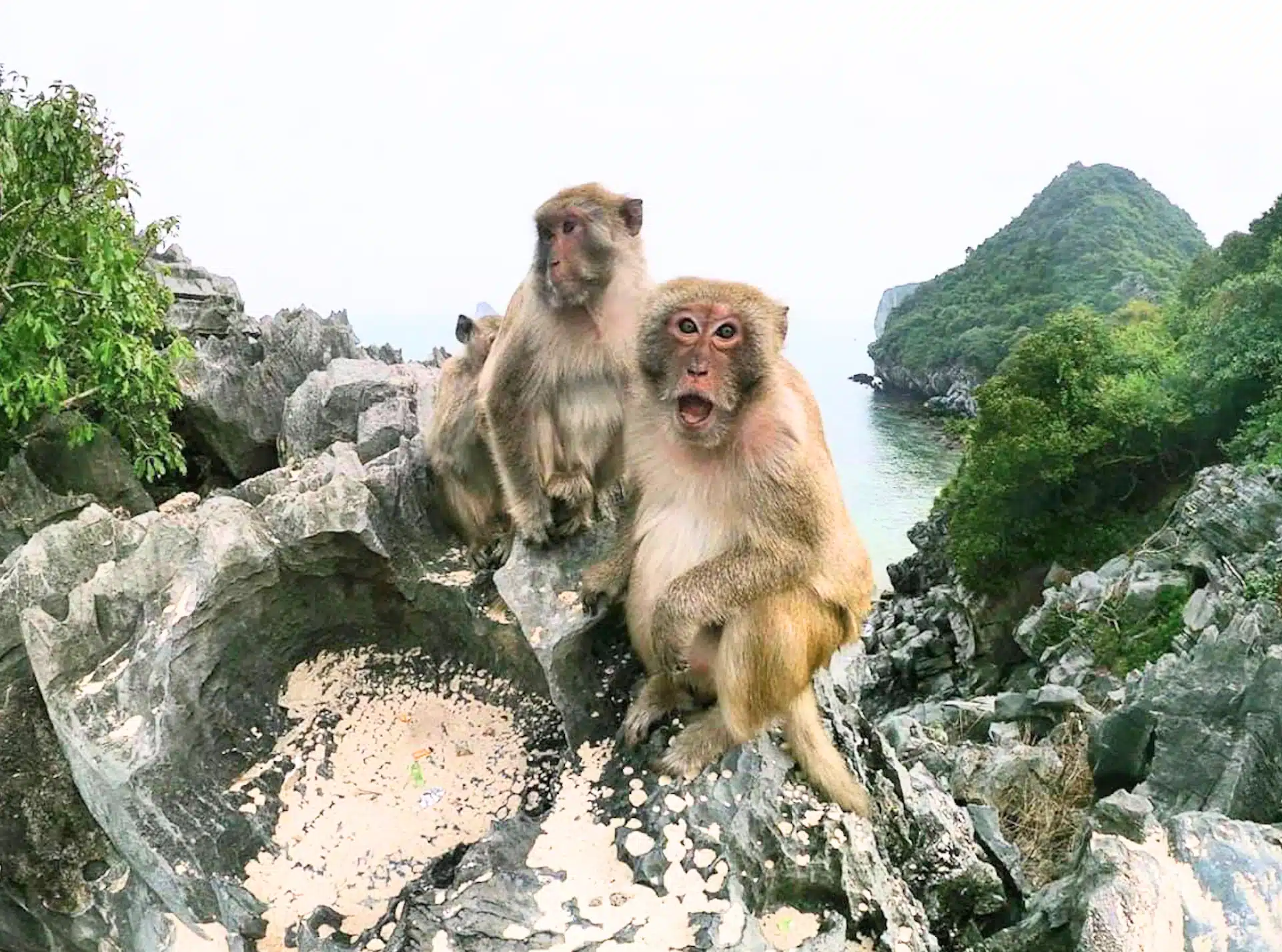 monkey-island-cat-ba